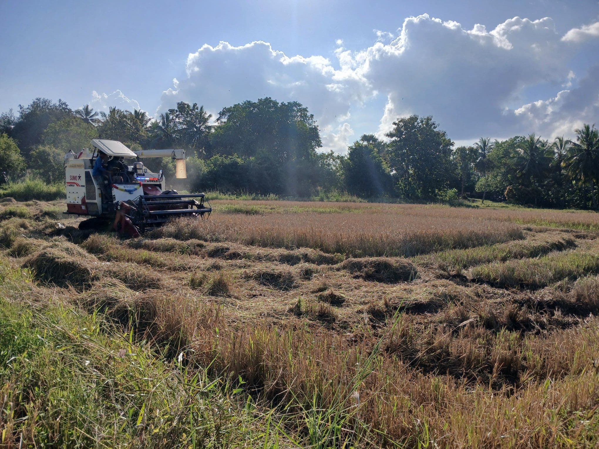 Inter-communal Rice Harvesting Festival
